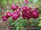 Burgundy Ice Burgundy Ice