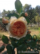 Crown Princess Margareta® Crown Princess Margareta®