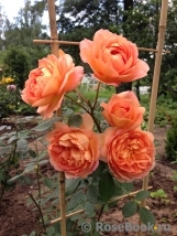 Lady of Shalott Lady of Shalott