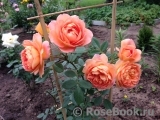 Lady of Shalott Lady of Shalott