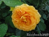 Goldelse Goldelse