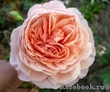 A Shropshire Lad A Shropshire Lad