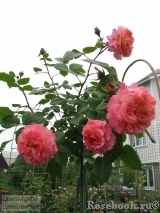 Augusta Luise Augusta Luise