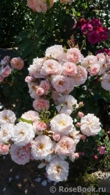 Twiggy’s Rose Twiggy’s Rose