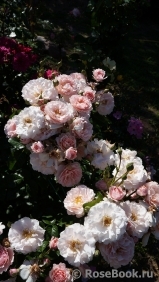 Twiggy’s Rose Twiggy’s Rose