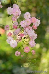 Brise Parfum Brise Parfum