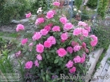 Zephirine Drouhin Zephirine Drouhin