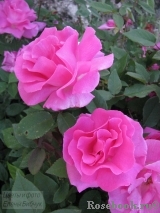Zephirine Drouhin Zephirine Drouhin