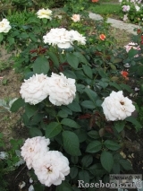 Lions Rose Lions Rose