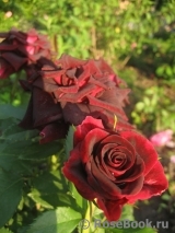 Black Beauty Black Beauty