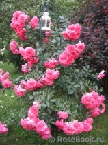 Rosarium Uetersen Rosarium Uetersen