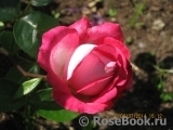 Rose Gaujard Rose Gaujard