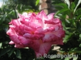 Rose Gaujard Rose Gaujard