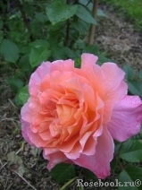 Augusta Luise Augusta Luise