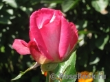 Rose Gaujard Rose Gaujard
