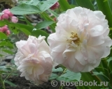 Morden Blush Morden Blush