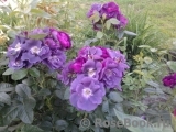 Rhapsody in Blue Rhapsody in Blue