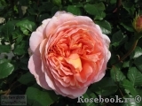 Abraham Darby Abraham Darby