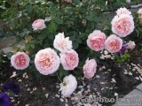 Abraham Darby Abraham Darby