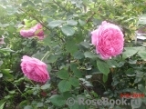 Princess Alexandra of Kent Princess Alexandra of Kent