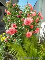 Rosarium Uetersen Rosarium Uetersen