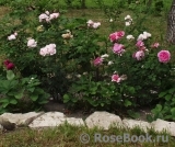 Princess Alexandra of Kent Princess Alexandra of Kent