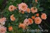 Apricot Clementine 