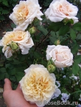 Caramella Caramella