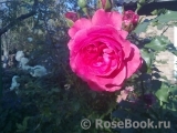 Rosarium Uetersen Rosarium Uetersen