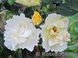 Goldspatz ® Goldspatz ®
