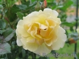 Goldspatz ® Goldspatz ®