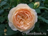 Crown Princess Margareta® Crown Princess Margareta®