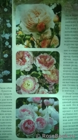 ОПРЕДЕЛИТЕЛЬ ОПРЕДЕЛИТЕЛЬ