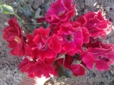 Matador