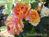 Rose des Cisterciens Rose des Cisterciens