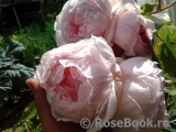 The Wedgwood Rose The Wedgwood Rose