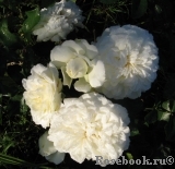 White Meillandina White Meillandina