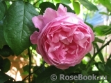 Mary Rose Mary Rose