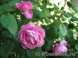 Mary Rose Mary Rose