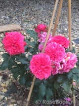 Rosarium Uetersen Rosarium Uetersen