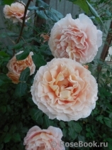 Abraham Darby Abraham Darby