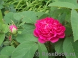Rose de Rescht Rose de Rescht