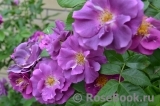 Rhapsody in Blue Rhapsody in Blue