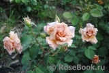 Julia's Rose Julia's Rose