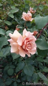 Julia's Rose Julia's Rose