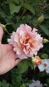 Julia's Rose Julia's Rose