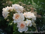 Lions Rose Lions Rose