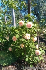 Crown Princess Margareta® Crown Princess Margareta®