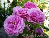 Princess Alexandra of Kent Princess Alexandra of Kent