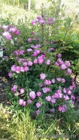 Lavender Dream Lavender Dream